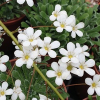 Saxifraga 'Matthew Ruane'